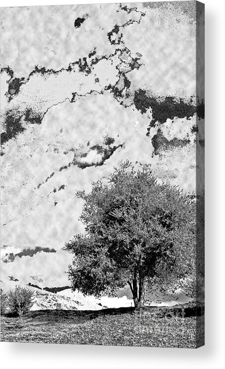 Photography Acrylic Print featuring the photograph Oak on a Hill Blk and Wht by Gary Brandes