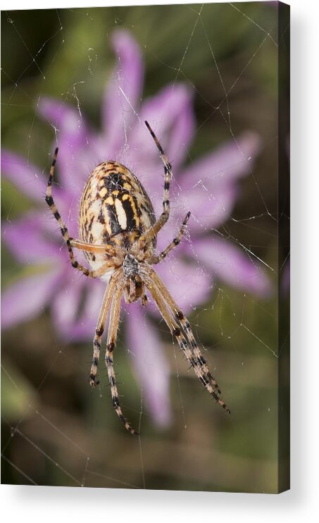 spider on Acrylic Print by Science Photo Library - Science Photo Gallery