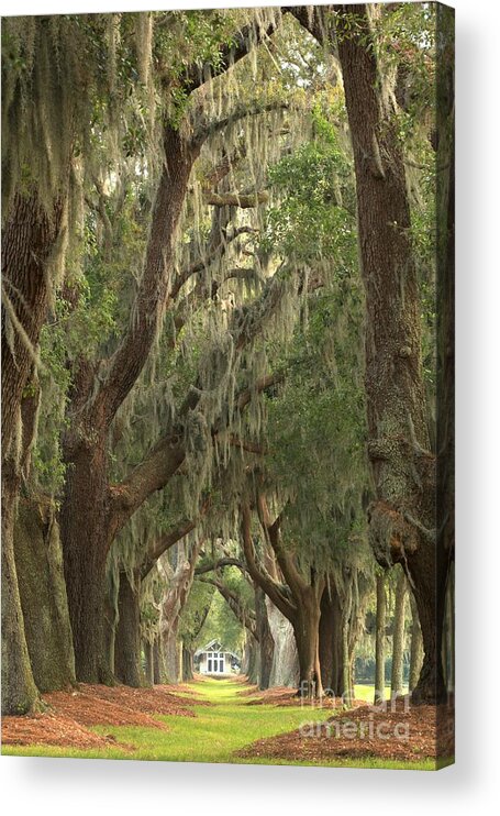 Avenue Of The Oaks Acrylic Print featuring the photograph Oaks Of Georgia by Adam Jewell