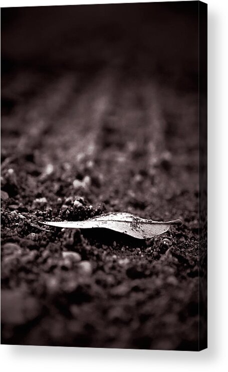 Leaf Acrylic Print featuring the photograph Of Earth by Trish Mistric