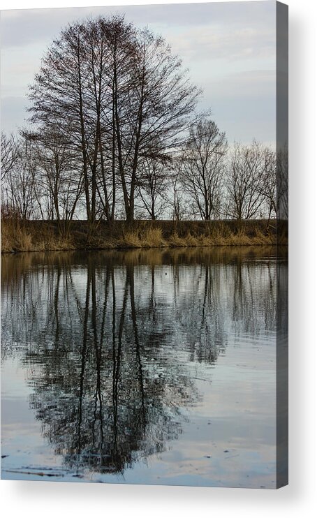 Reflections Acrylic Print featuring the photograph Of Mirrors and Trees by Georgia Mizuleva