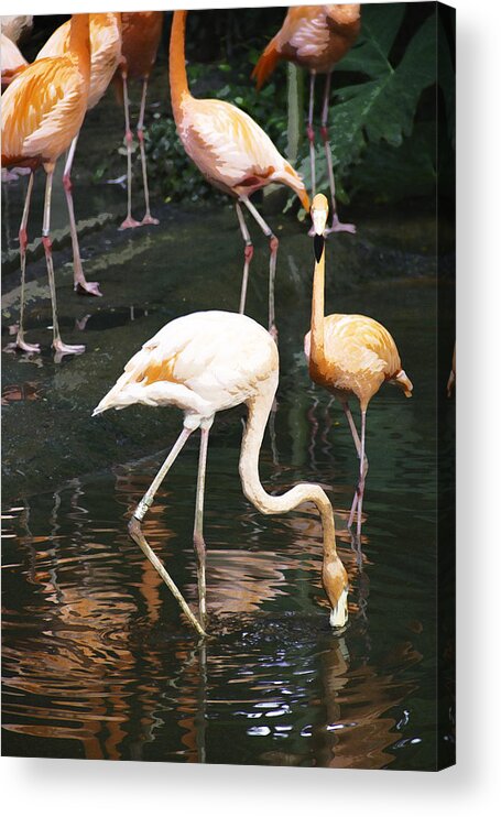 Asia Acrylic Print featuring the digital art Oil Painting - The head of a Flamingo under water in the Jurong Bird Park in Singapore by Ashish Agarwal