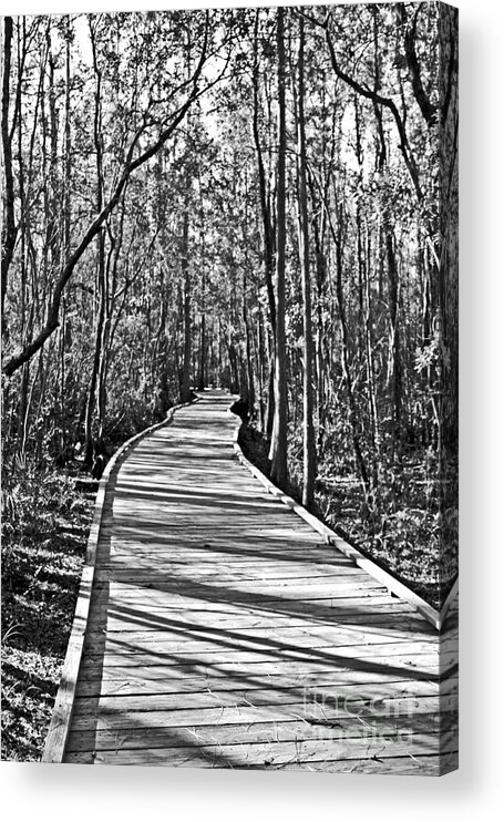 Okefenokee Swamp Acrylic Print featuring the photograph Okefenokee Boardwalk by Southern Photo