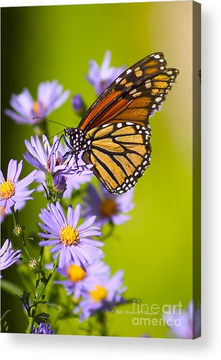 Butterfly Acrylic Print featuring the photograph Old Butterfly On Aster Flower by Richard J Thompson