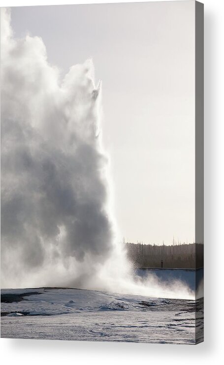 Old Faithful Acrylic Print featuring the photograph Old Faithful Geyser Erupting by Dr P. Marazzi/science Photo Library