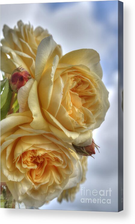 Rose Acrylic Print featuring the photograph Old Fashion Roses by Sarah Schroder