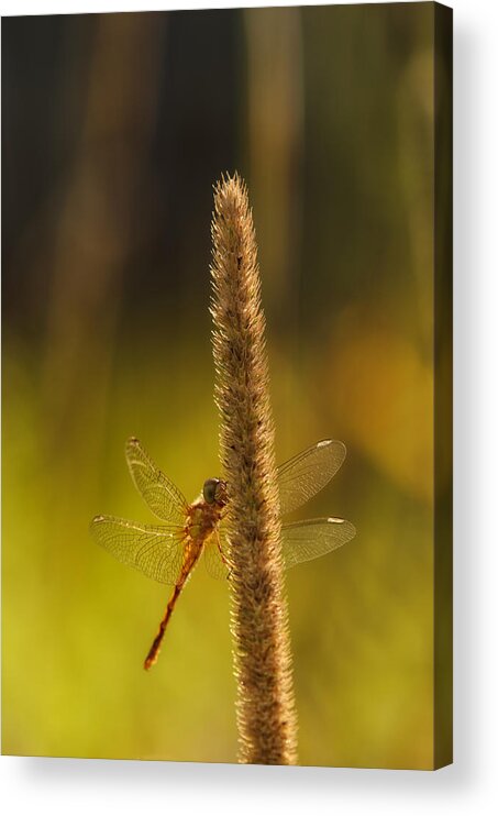 Dragonfly Acrylic Print featuring the photograph On a Summer Morning by Sue Capuano