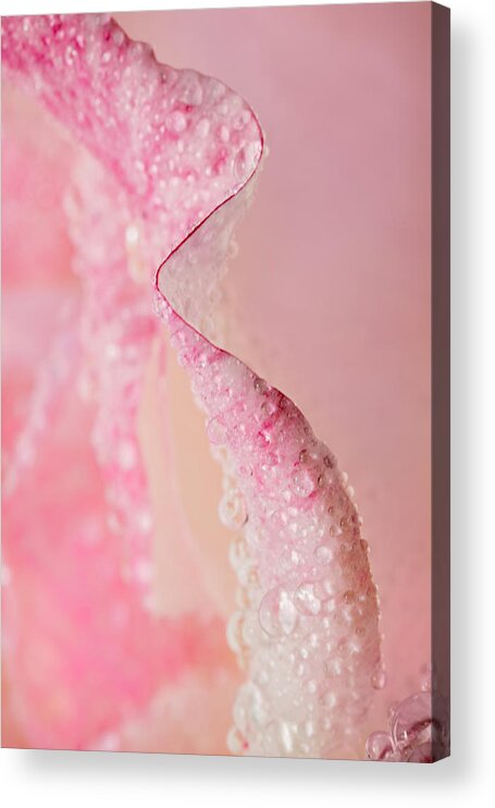 Rose Acrylic Print featuring the photograph On Edge by Mary Jo Allen