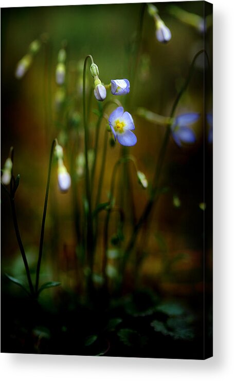 Blue Wildflower Acrylic Print featuring the photograph On The Forest Floor by Michael Eingle