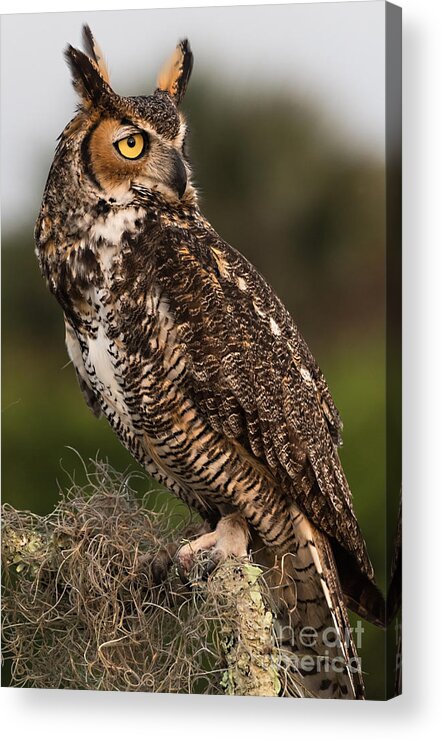 Great Horned Owl Acrylic Print featuring the photograph On the Look Out by Mary Lou Chmura