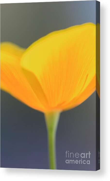 Mexican Gold Poppy Acrylic Print featuring the photograph Opened by Tamara Becker