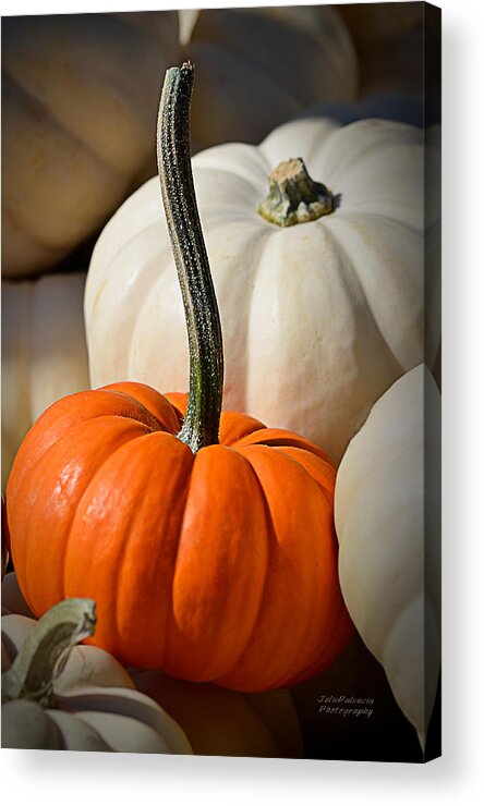 Pumpkins Acrylic Print featuring the photograph Orange and White Pumpkins by Julie Palencia