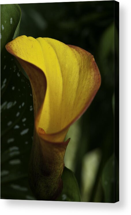 Close-ups Acrylic Print featuring the photograph Orange Blooms by Donald Brown