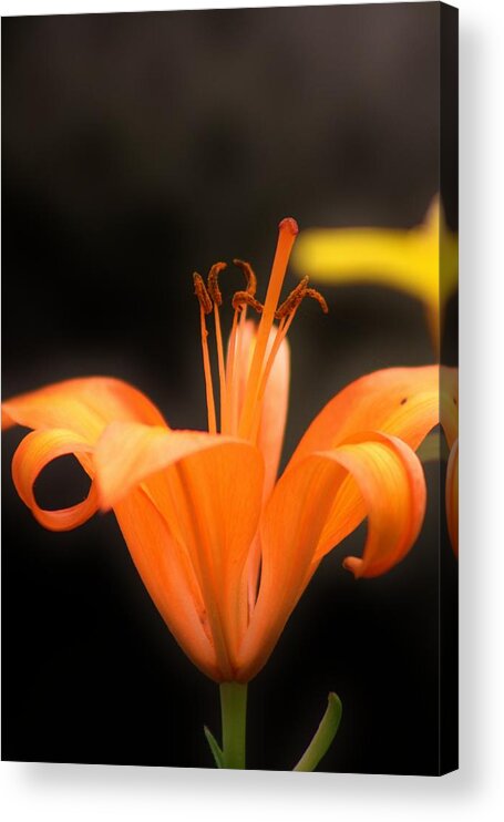 Flowers Acrylic Print featuring the photograph Orange Lily by Tami Rounsaville