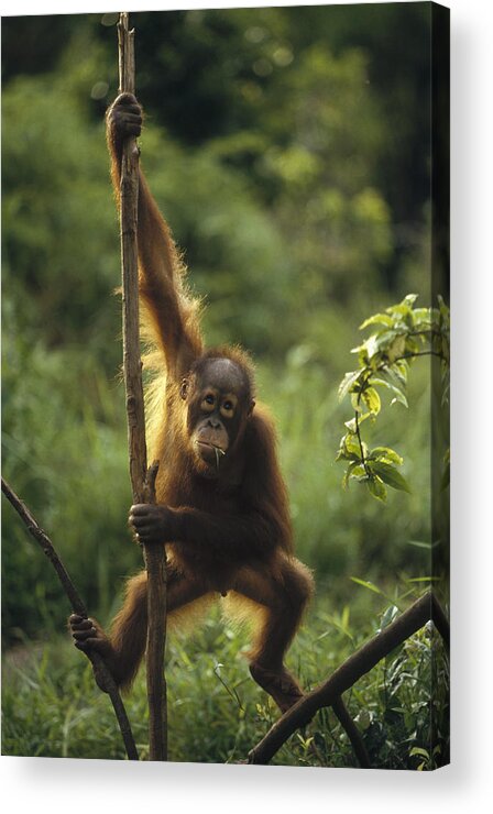 Feb0514 Acrylic Print featuring the photograph Orangutan Juvenile On Liana Borneo by Konrad Wothe