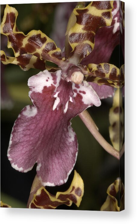 Orchid Acrylic Print featuring the photograph Orchid 482 by Wesley Elsberry