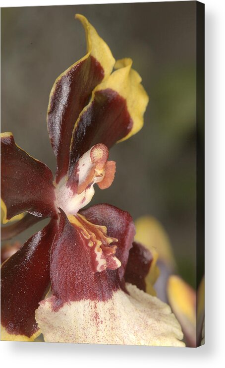 Orchid Acrylic Print featuring the photograph Orchid 493 by Wesley Elsberry