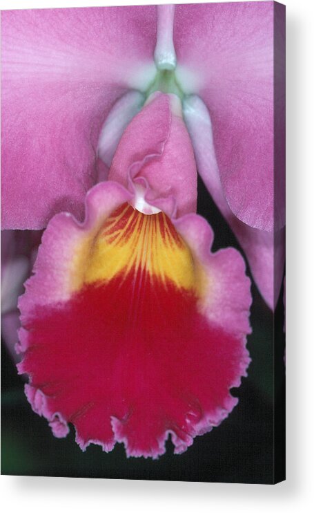 Flower Acrylic Print featuring the photograph Orchid 8 by Andy Shomock