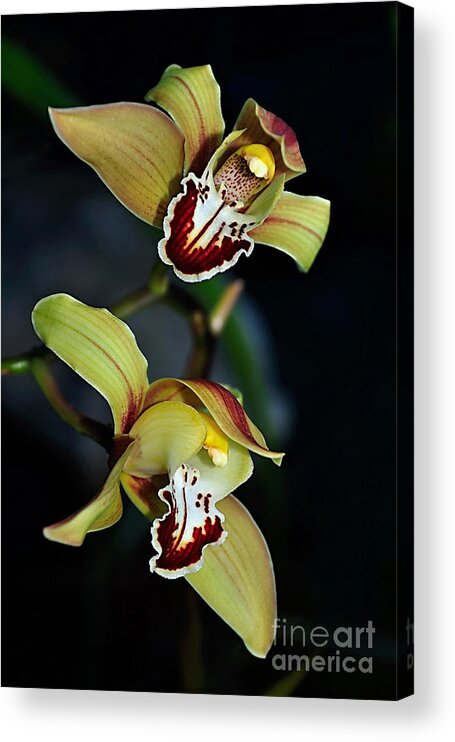 Photography Acrylic Print featuring the photograph Orchids in the Evening by Kaye Menner