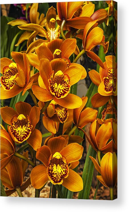 Orchid Acrylic Print featuring the photograph Orchids by Jess Kraft