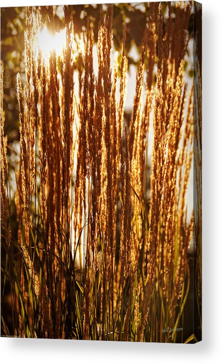 Ornamental Acrylic Print featuring the photograph Ornamental Golden Grass by Mick Anderson