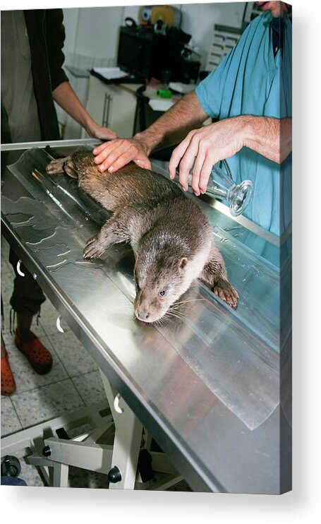 Animal Acrylic Print featuring the photograph Otter (lutra Lutra) Research by Photostock-israel