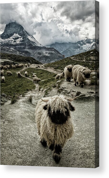 Sheep Acrylic Print featuring the photograph Out Of My Way by Susanne Landolt