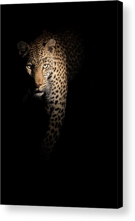Leopard Acrylic Print featuring the photograph Out Of The Darkness by Richard Guijt