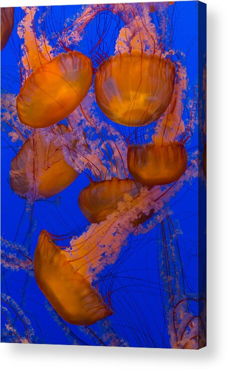 Jellyfish Acrylic Print featuring the photograph Pacific Sea Nettle Cluster 2 by Scott Campbell