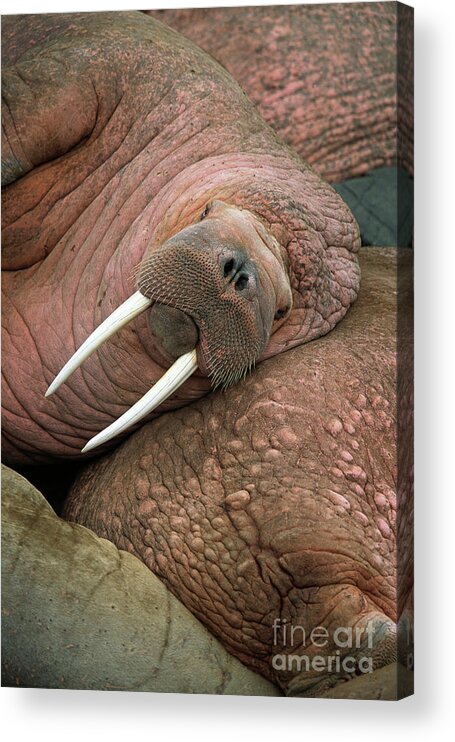 00344073 Acrylic Print featuring the photograph Bull Walrus on Round Island by Yva Momatiuk and John Eastcott