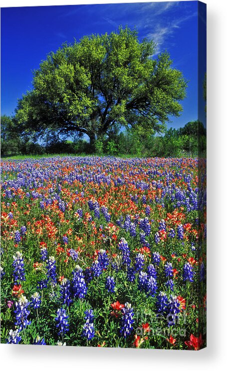 Texas Acrylic Print featuring the photograph Paintbrush and Bluebonnets - FS000057 by Daniel Dempster