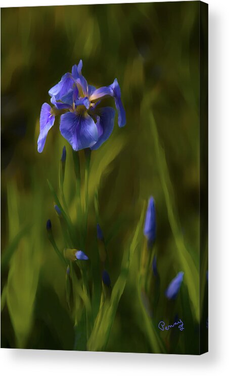 Alaska Acrylic Print featuring the photograph Painted Alaskan Wild Irises by Penny Lisowski