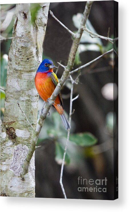 Painted Bunting Acrylic Print featuring the photograph Painted Bunting by John Greco