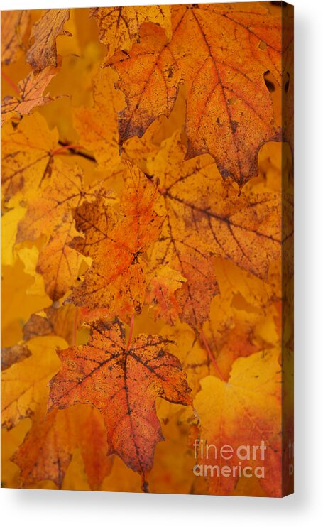 Autumn Acrylic Print featuring the photograph Painted Leaves of Autumn by Linda Shafer