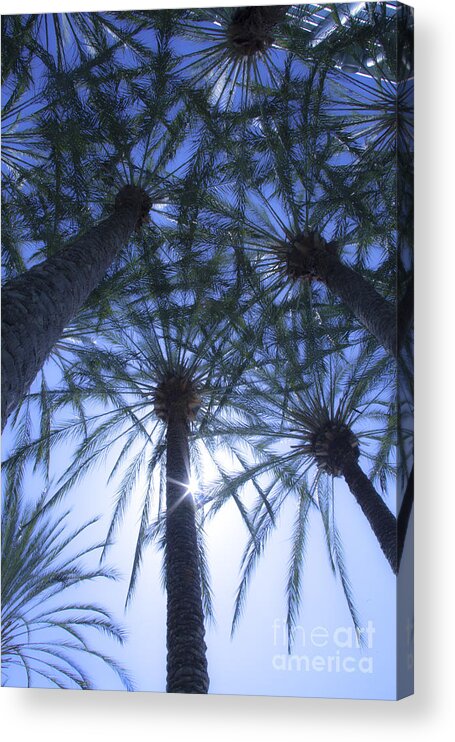 Palm Trees Acrylic Print featuring the photograph Palm Trees in The Sun by Jerry Cowart