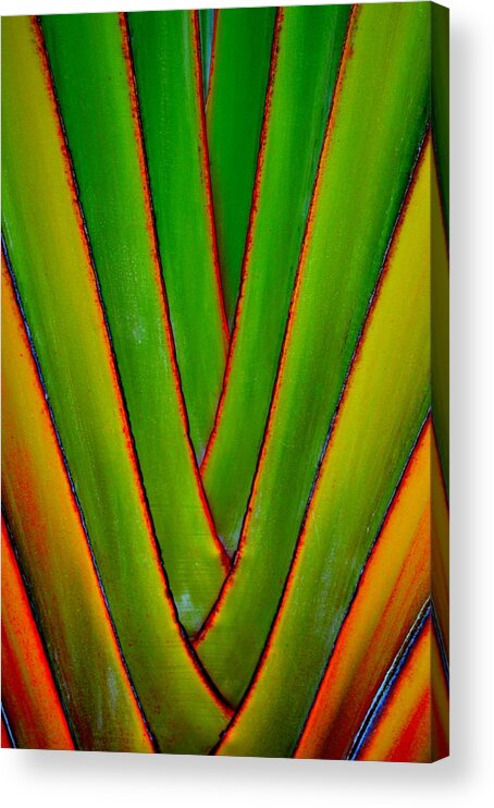 Palm Fronds Acrylic Print featuring the photograph Palm Weave Grande by Jeremy Hall