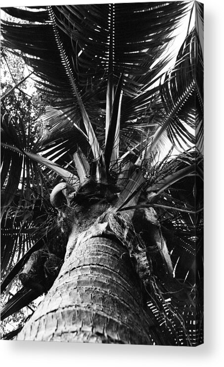 Konica Acrylic Print featuring the photograph Palm by William Wetmore