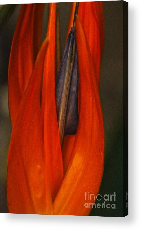 Flower Acrylic Print featuring the photograph Paradise on Fire by Michael Cinnamond