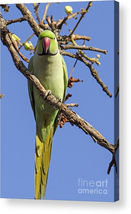 Parakeet Acrylic Print featuring the photograph Parakeet Stare by Pravine Chester
