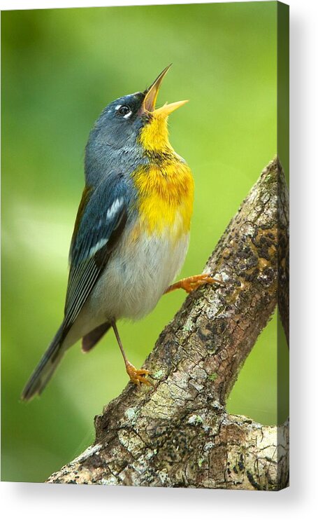 Northern Parula Acrylic Print featuring the photograph Parula Song by David Beebe