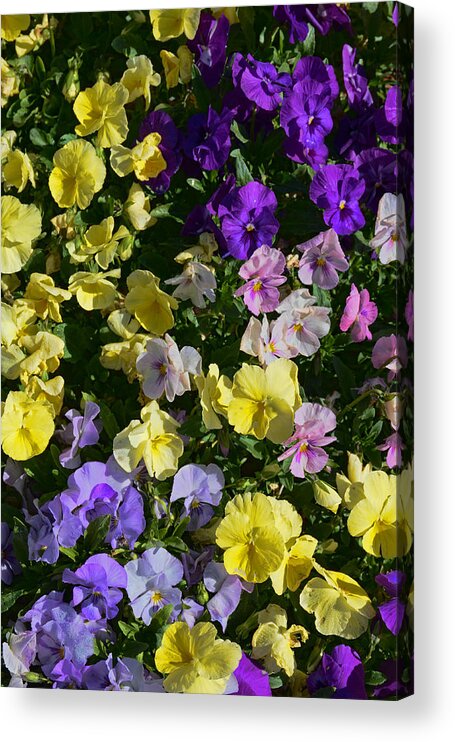 Pansies Acrylic Print featuring the photograph Pastel Pansies by Jeanne May