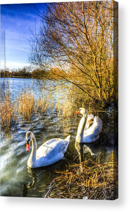 Swans Acrylic Print featuring the photograph Peaceful Swans by David Pyatt