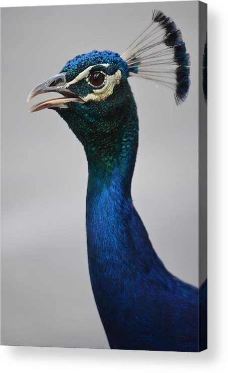  Peacock Acrylic Print featuring the photograph Peacock by Alex King