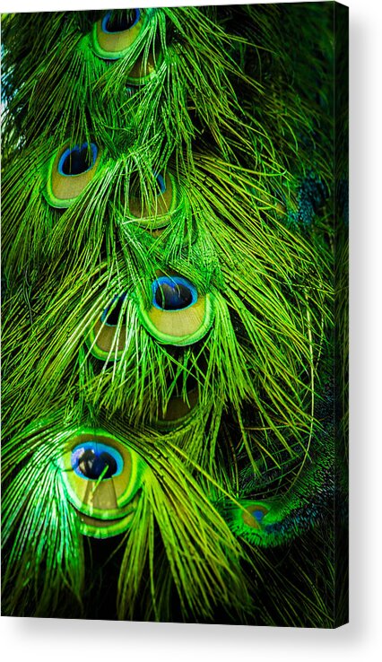 Feathers Acrylic Print featuring the photograph Peacock Feathers by George Kenhan