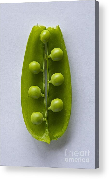 Photography Acrylic Print featuring the photograph Peas in a Pod 2 by Sean Griffin