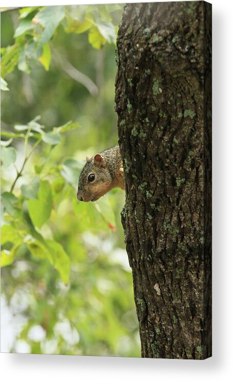 Squirrel Acrylic Print featuring the photograph Peek A Boo by John Rohloff