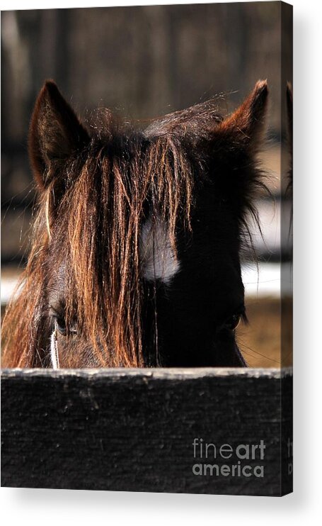 Pony Acrylic Print featuring the photograph Peek-a-Boo Pony by Janice Byer