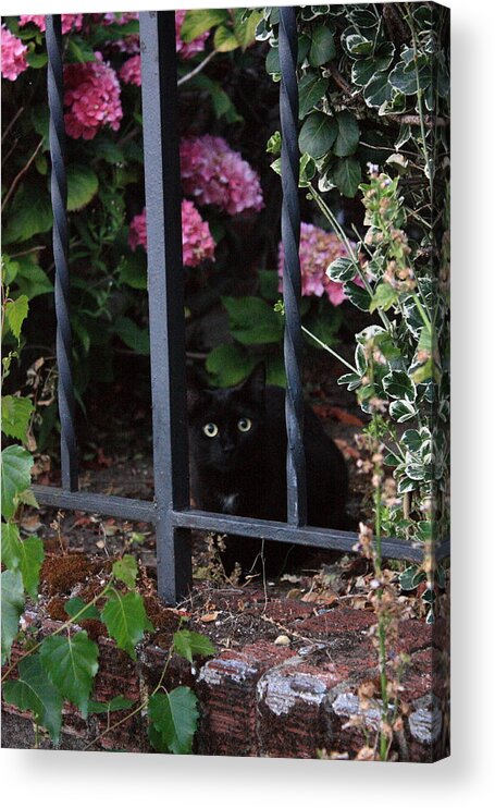 Cat Acrylic Print featuring the photograph Peek-a-Boo by Teresa Herlinger