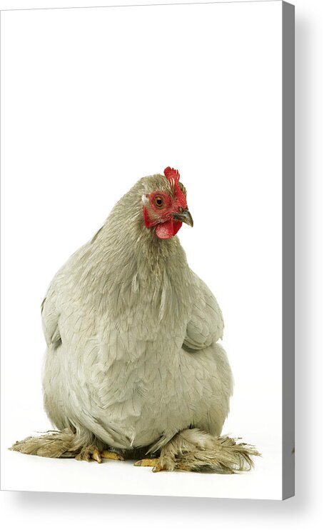 Chicken Acrylic Print featuring the photograph Pekin Chicken by Jean-Michel Labat