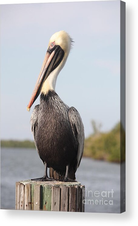 Pelican Acrylic Print featuring the photograph Pelican Pose by Carol Groenen